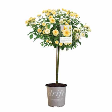 Rose, Drift ' Buttercream Tree' (3 Gallon)