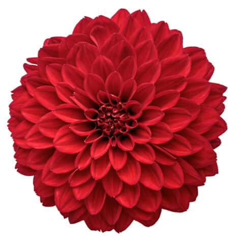 Dahlia, Red (2.6 Quart)