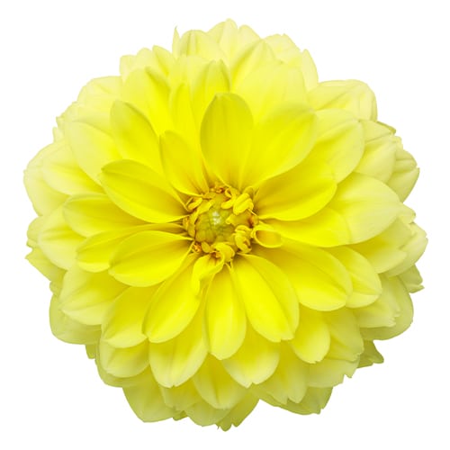 Dahlia, Yellow (2.6 Quart)