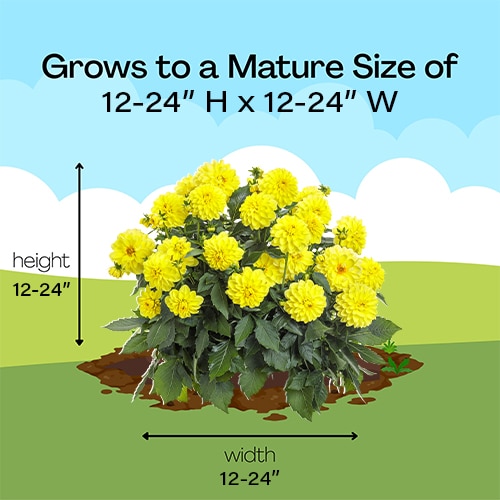Dahlia, Yellow (2.6 Quart) - Image 5