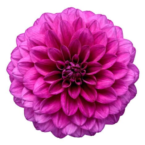 Dahlia, Lavender (2.6 Quart)