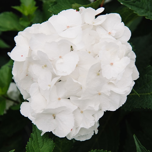 Hydrangea, Endless Summer 'Dream Cloud' (1 Gallon and 2 Gallon)