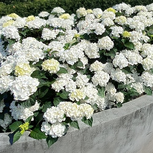 Hydrangea, Endless Summer 'Dream Cloud' (1 Gallon and 2 Gallon) - Image 3
