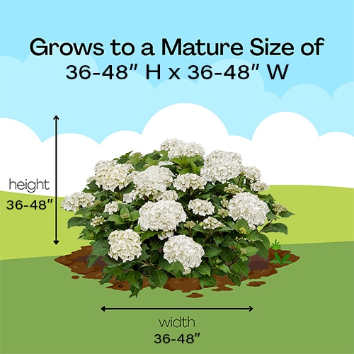 Hydrangea, Endless Summer 'Dream Cloud' (1 Gallon and 2 Gallon) - Image 8