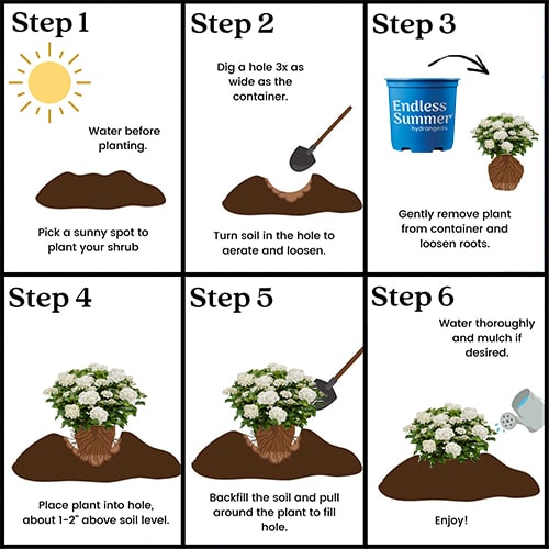 Hydrangea, Endless Summer 'Dream Cloud' (1 Gallon and 2 Gallon) - Image 7