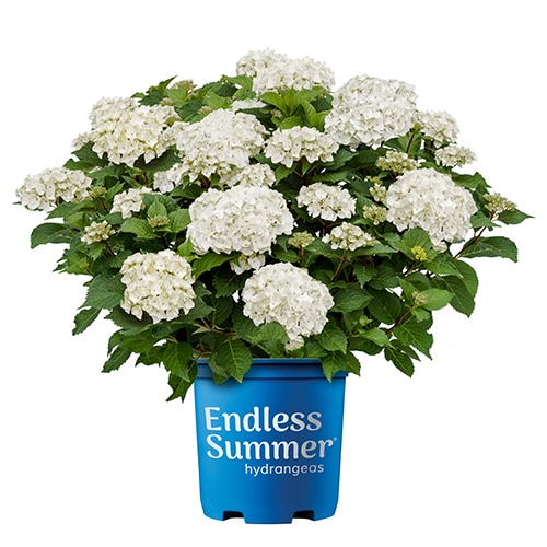 Hydrangea, Endless Summer 'Dream Cloud' (1 Gallon and 2 Gallon) - Image 2