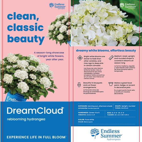 Hydrangea, Endless Summer 'Dream Cloud' (1 Gallon and 2 Gallon) - Image 5