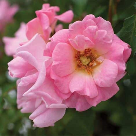 Rose, Drift 'Blushing' (2 Gallon)