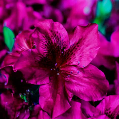 Azalea, Encore 'Autumn Velvet' (1 Gallon, 2 Gallon, and 5 Gallon)