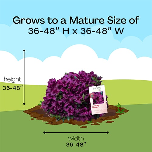 Azalea, Encore 'Autumn Velvet' (1 Gallon, 2 Gallon, and 5 Gallon) - Image 6