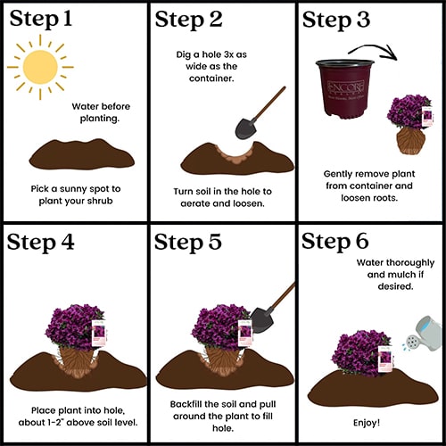 Azalea, Encore 'Autumn Velvet' (1 Gallon, 2 Gallon, and 5 Gallon) - Image 5