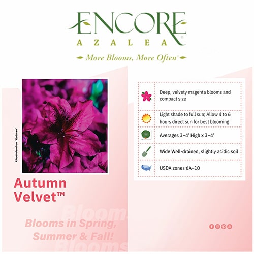 Azalea, Encore 'Autumn Velvet' (1 Gallon, 2 Gallon, and 5 Gallon) - Image 3