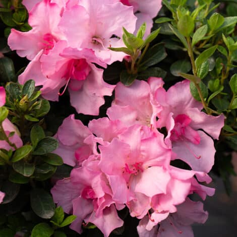 Azalea, Encore 'Autumn Kiss' (1 Gallon, 2 Gallon, and 5 Gallon)