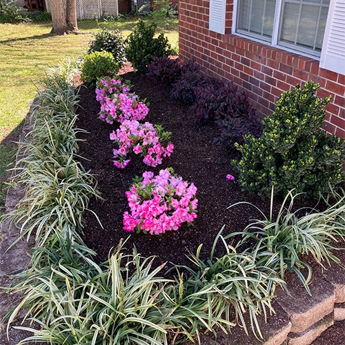 Azalea, Encore 'Autumn Kiss' (1 Gallon, 2 Gallon, and 5 Gallon) - Image 3