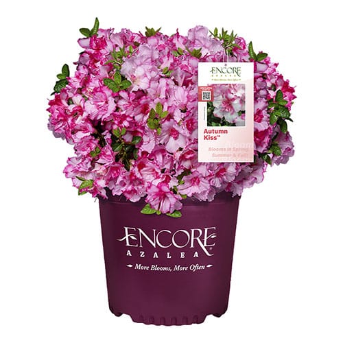 Azalea, Encore 'Autumn Kiss' (1 Gallon, 2 Gallon, and 5 Gallon) - Image 2