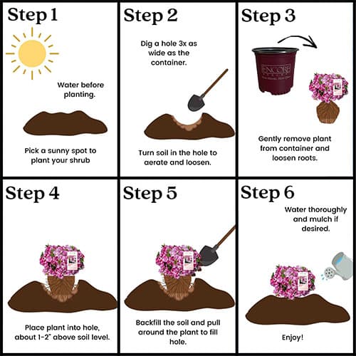 Azalea, Encore 'Autumn Kiss' (1 Gallon, 2 Gallon, and 5 Gallon) - Image 6