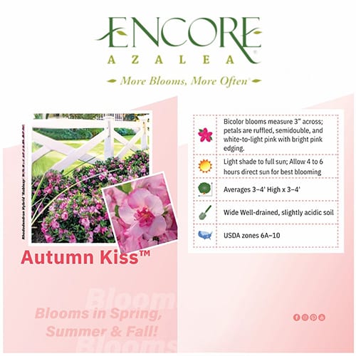 Azalea, Encore 'Autumn Kiss' (1 Gallon, 2 Gallon, and 5 Gallon) - Image 4