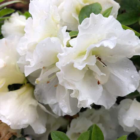 Azalea, Proven Winners 'Perfecto Mundo Double White' (2 Gallon)