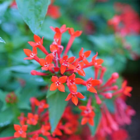 Bouvardia, Proven Winners 'Estrellita Scarlet' (2 Gallon)