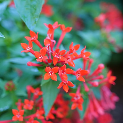 Bouvardia, Proven Winners 'Estrellita Scarlet' (2 Gallon)