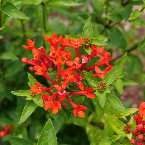 Bouvardia, Proven Winners 'Estrellita Scarlet' (2 Gallon) - Image 4