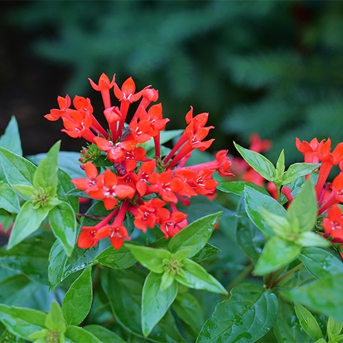 Bouvardia, Proven Winners 'Estrellita Scarlet' (2 Gallon) - Image 3