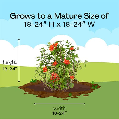 Bouvardia, Proven Winners 'Estrellita Scarlet' (2 Gallon) - Image 10