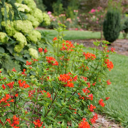Bouvardia, Proven Winners 'Estrellita Scarlet' (2 Gallon) - Image 6