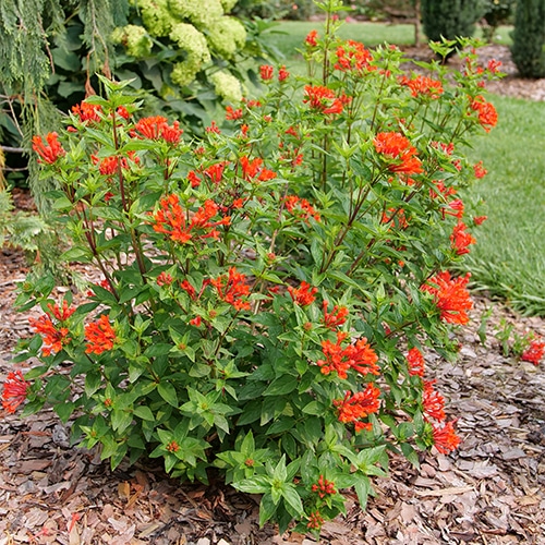 Bouvardia, Proven Winners 'Estrellita Scarlet' (2 Gallon) - Image 5