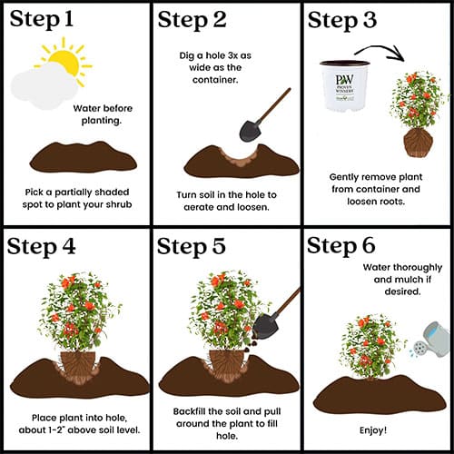 Bouvardia, Proven Winners 'Estrellita Scarlet' (2 Gallon) - Image 9