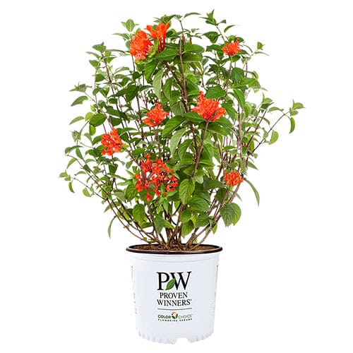 Bouvardia, Proven Winners 'Estrellita Scarlet' (2 Gallon) - Image 2