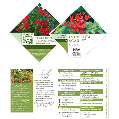 Bouvardia, Proven Winners 'Estrellita Scarlet' (2 Gallon) - Image 7