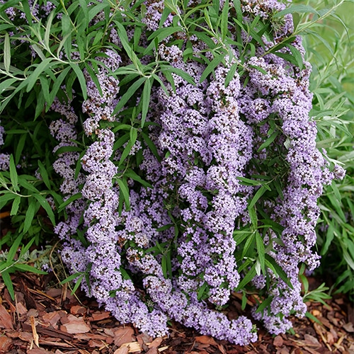 Buddleia, Proven Winners 'Mop Top' (2 Gallon) - Image 3
