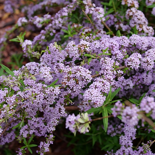 Buddleia, Proven Winners 'Mop Top' (2 Gallon)