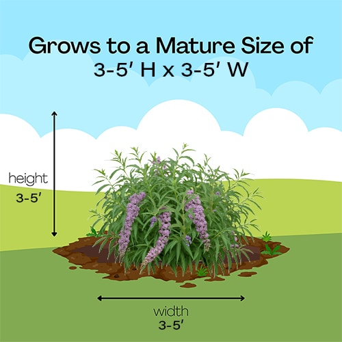 Buddleia, Proven Winners 'Mop Top' (2 Gallon) - Image 9