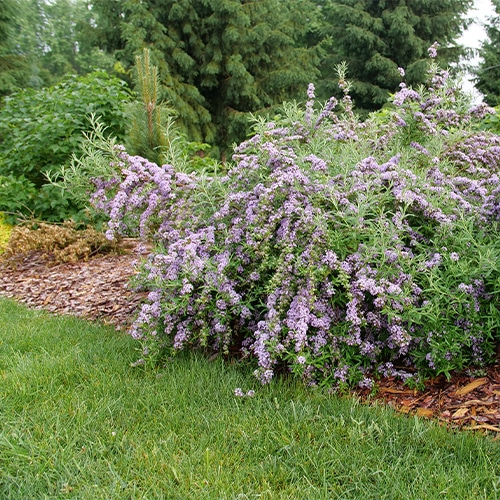 Buddleia, Proven Winners 'Mop Top' (2 Gallon) - Image 4