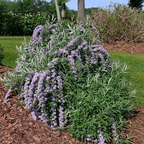 Buddleia, Proven Winners 'Mop Top' (2 Gallon) - Image 5