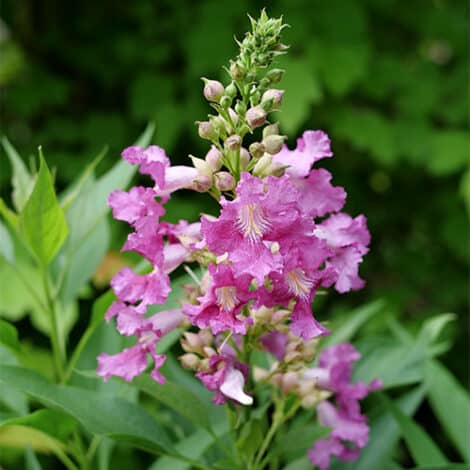 Proven Winners 'El Nino Desert Orchid' (2 Gallon)