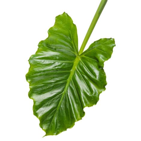 Elephant Ear, Proven Winners 'Emerald Isle' (2 Gallon)