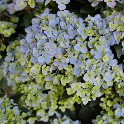Hydrangea, Proven Winners 'Fairytrail Fresco' (2 Gallon)