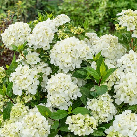Hydrangea, Proven Winners ' Fairytrail White' (2 Gallon)