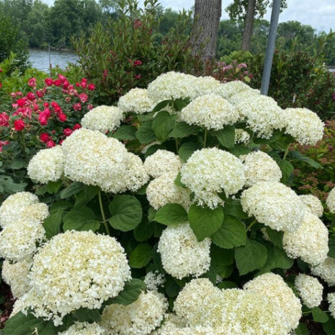 Hydrangea, Proven Winners 'Incrediball Storm Proof' (5 Gallon)