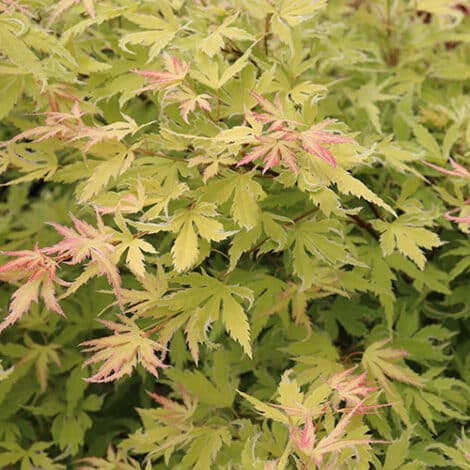 Maple, Japanese Metamorphosa (2 Gallon)