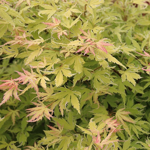 Maple, Japanese Metamorphosa (2 Gallon)