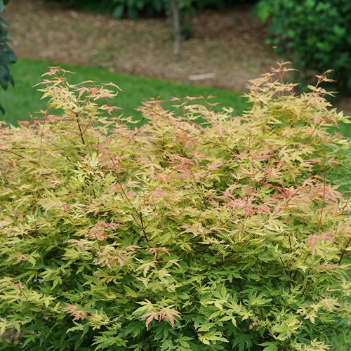 Maple, Japanese Metamorphosa (2 Gallon) - Image 4