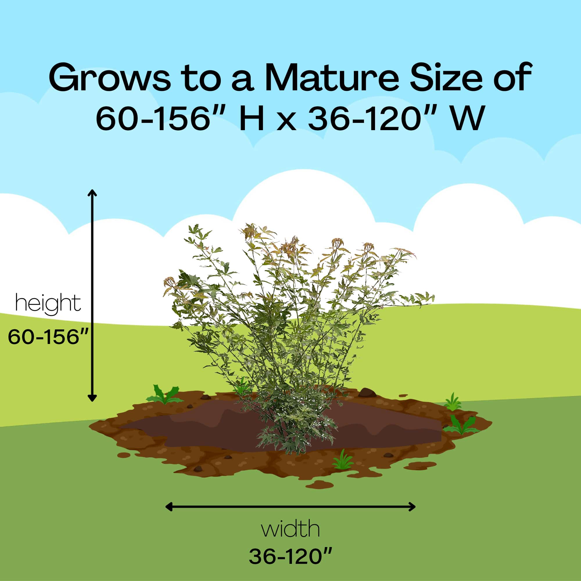 Maple, Japanese Metamorphosa (2 Gallon) - Image 10