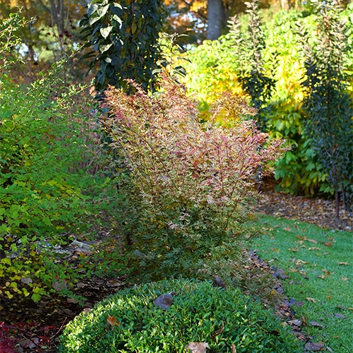 Maple, Japanese Metamorphosa (2 Gallon) - Image 6