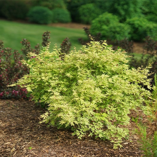 Maple, Japanese Metamorphosa (2 Gallon) - Image 5