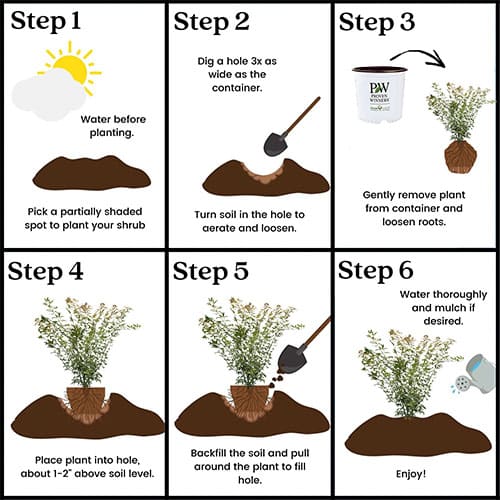 Maple, Japanese Metamorphosa (2 Gallon) - Image 9