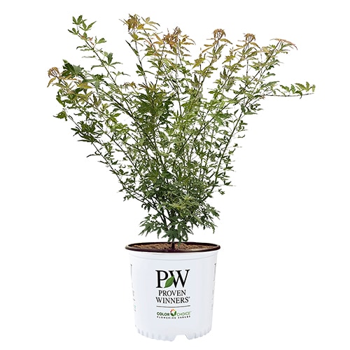 Maple, Japanese Metamorphosa (2 Gallon) - Image 2